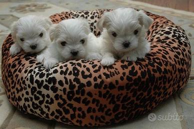 Cuccioli molto piccoli Maltese