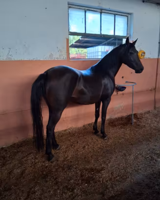 Puledra