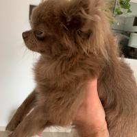 Stallone chihuahua lilac pedigree ENCI