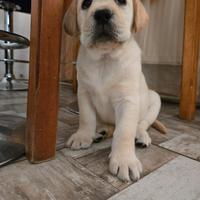 Cuccioli di Labrador