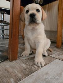 Cuccioli di Labrador