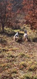 Setter inglese da caccia