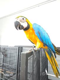 Ara ararauna