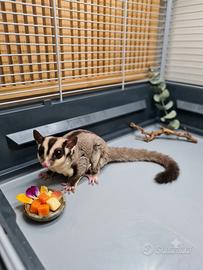 Animali
