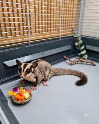 Animali