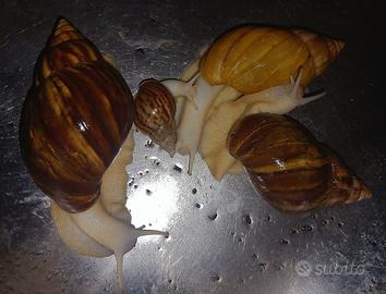Chiocciole africane giganti