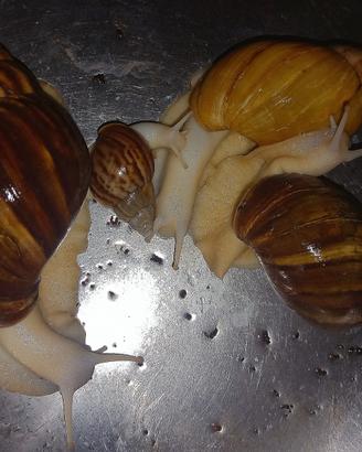 Chiocciole africane giganti