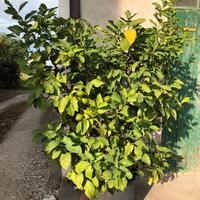 N. 2 piante limone