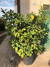N. 2 piante limone