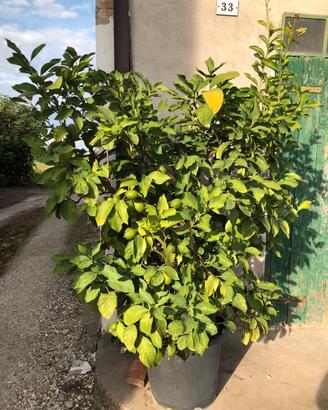 N. 1 pianta di limoni