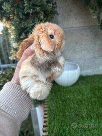 Minilop e conigli ariete nano