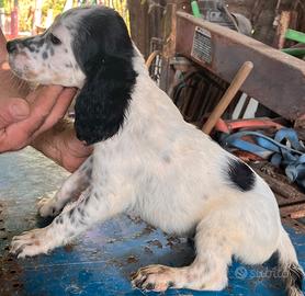 Cuccioli di setter inglese
