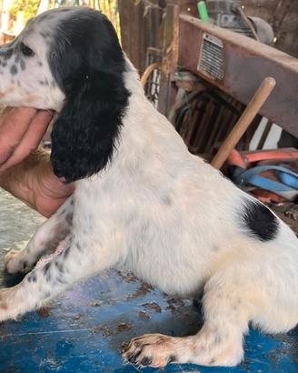 Cuccioli di setter inglese