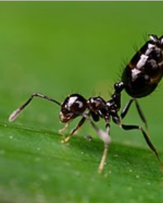 Crematogaster africane