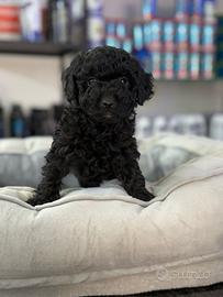 Bleck barboncini mini toy