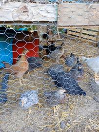Galline ovagliola di tre mesi