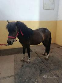 Pony da 90 cm