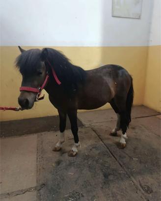 Pony da 90 cm