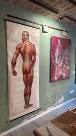 Poster Anatomico