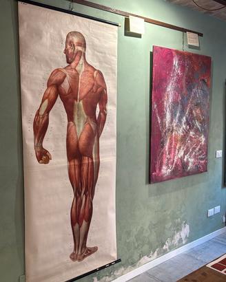 Poster Anatomico