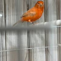 Canarino maschio a fattore rosso