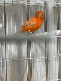 Canarino maschio a fattore rosso