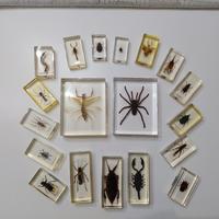 Collezione insetti e altri artropodi