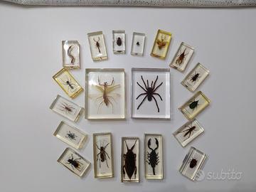 Collezione insetti e altri artropodi