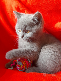 Cuccioli Scottish fold e Scottish straight