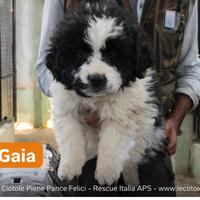 Cuccioli da salvare