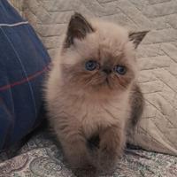 Cucciolo Exotic Shorthair