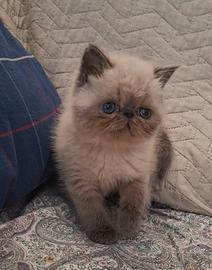 Cucciolo Exotic Shorthair