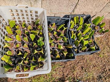 talea pitaya Roja Hybrid 