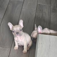 Cuccioli di bulldog francese
