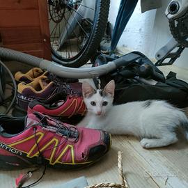 Gattini di 3 mesi