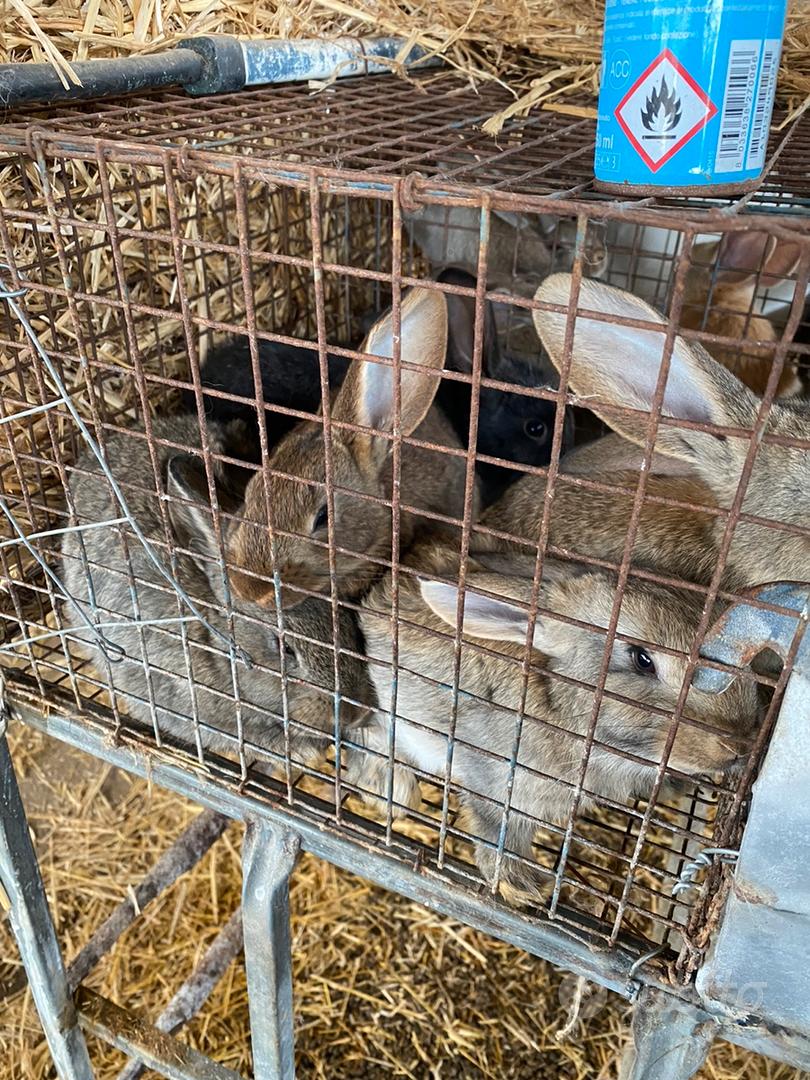 Conigli - Animali In vendita a Salerno