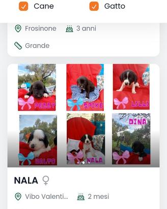 7800 CANI in ADOZIONE