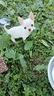 chihuahua-miny-toy-