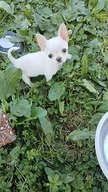 chihuahua miny toy 