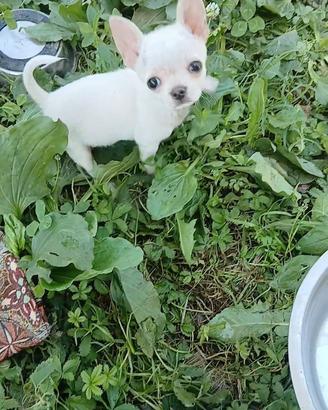 chihuahua miny toy 