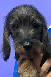 Cuccioli bassotto pelo duro con pedigree Enci
