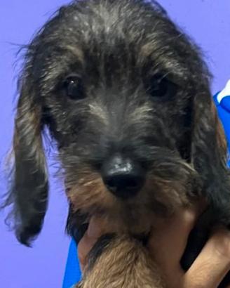 Cuccioli bassotto pelo duro con pedigree Enci