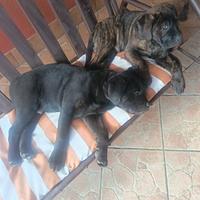 Cuccioli cane corso