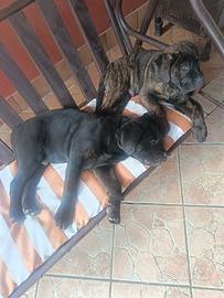Cuccioli cane corso