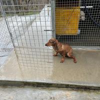 Segugi italiani, a pelo raso fulvi