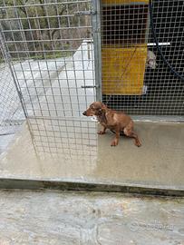 Segugi italiani, a pelo raso fulvi