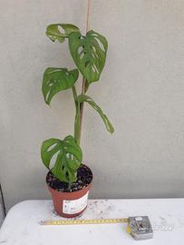 Piante da interno e succulente