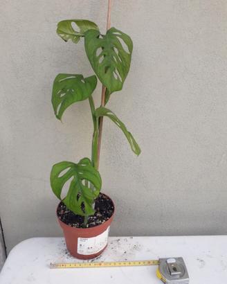Piante da interno e succulente