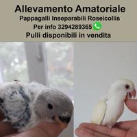 Allevamento Amatoriale Pappagalli Inseparabili