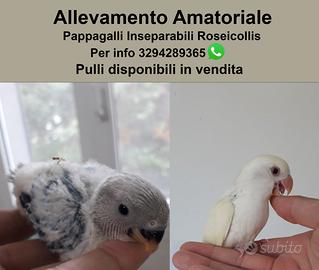 Allevamento Amatoriale Pappagalli Inseparabili